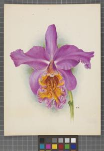 <i>Cattleya</i> Pizarro