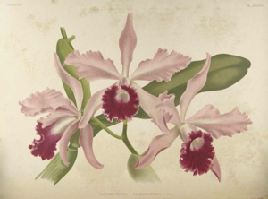 <i>Cattleya</i> Varjenevskyana
