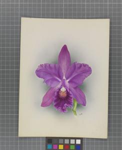 <i>Cattleya</i> Dirce
