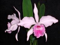 <i>Cattleya</i> Mollis (1902)