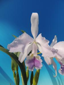<i>Cattleya</i> Lawre-Mossiae