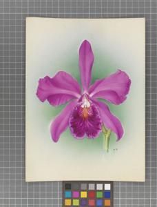 Cattleya Magnet (1912)