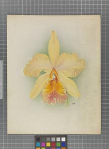 <i>Cattleya</i> Abekeniae
