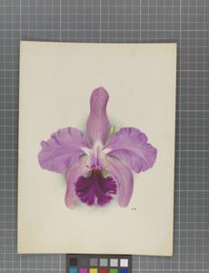 Cattleya Germania (1901)