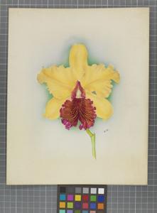 <i>Cattleya</i> Our Prince