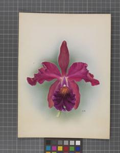 <i>Cattleya</i> Rutilant