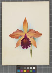 Cattleya Illustris (1906)