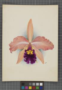 Cattleya The Duchess