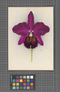 <i>Cattleya</i> Purple Monarch