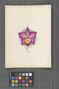 <i>Cattleya</i> Danae