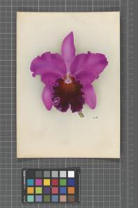 <i>Cattleya</i> Magnet (1924)