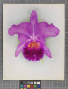 Cattleya A. M. Nicholas