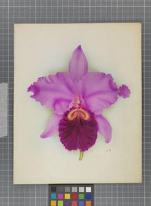 Cattleya Chelsea (1925)
