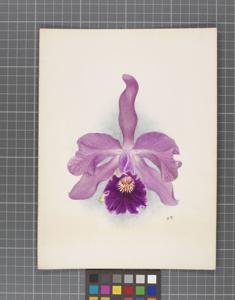 Cattleya Prince Edward (1902)