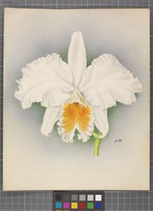 <i>Cattleya</i> Susan (1923)