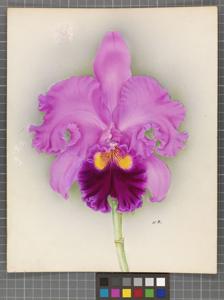 <i>Cattleya</i> Ajax (1933)
