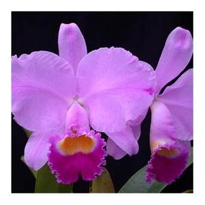 <i>Cattleya</i> Areca