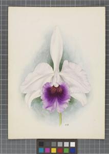 Cattleya Fascinator