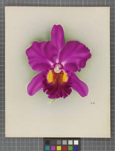 <i>Cattleya</i> Monarch (1922)