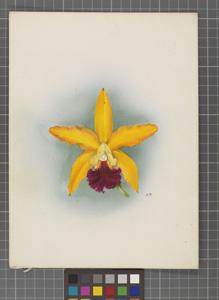 Cattleya Prince of Orange (1911)