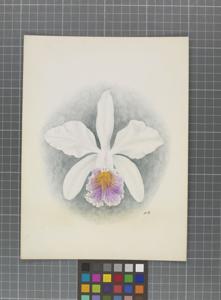 <i>Cattleya</i> Parthenia
