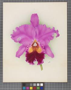 Cattleya Prince Shimadzu (1921)