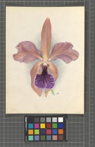 Cattleya Wavriniana