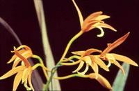 Cattleya Firefly (1930)