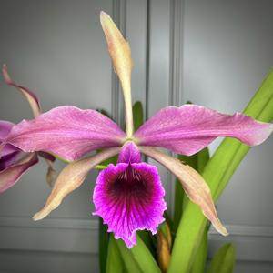 Cattleya Pacavia
