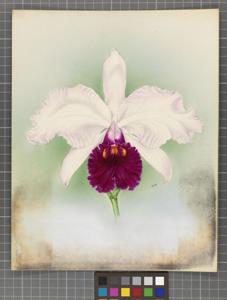 utils/thumbs/hybrid/Cattleya_100027683_000006699.jpg