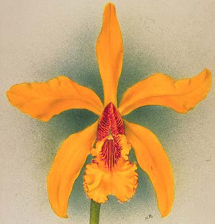 <i>Cattleya</i> Golden Fleece