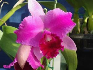 Cattleya Lilly Millard