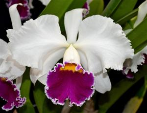 <i>Cattleya</i> Park Ridge