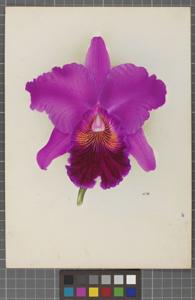 Cattleya Profusion (1922)