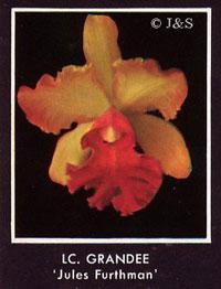 Cattleya Grandee (1937)