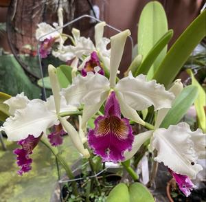Cattleya Hardyana (1896)