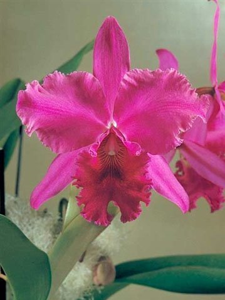 Cattleya Tethys
