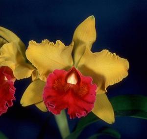 Cattleya Dorset Gold