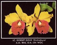Cattleya Dorset Gold