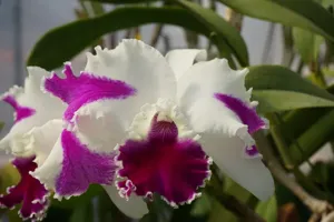 Cattleya Judy Small