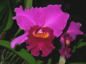 Cattleya Olie Johnsen