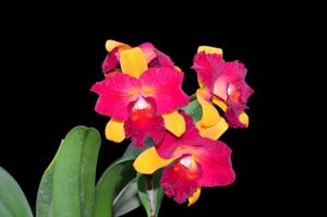 Cattleya Hirota