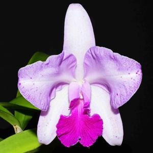<i>Cattleya</i> Schroder's Lilac