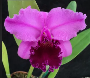 <i>Cattleya</i> Everett Dirksen