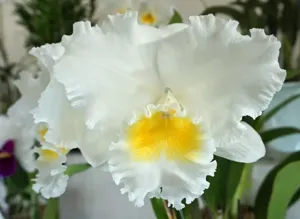 Cattleya Gail Gerber