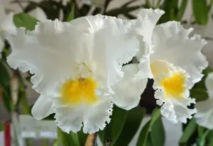 Cattleya Gail Gerber
