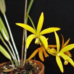 Cattleya Coronet (1902)