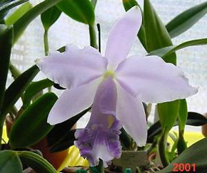 <i>Cattleya</i> Cornelia (1893)