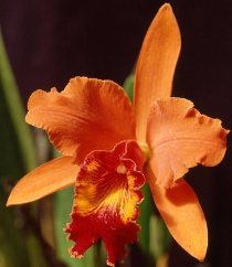 Cattleya Orange Gem (1929)