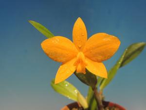 <i>Cattleya</i> Kathrin Röllke